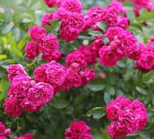 Desert Rose Seeds (Adenium obesum) for growers filling out the Rainbow Variety in Indoor Pots