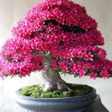 Rare Bonsai Hot Rose & Pink Azalea Seeds for long-term planting in the Colorful Garden Blooms