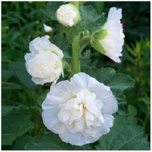 Alcea Rosea Chater's White Icicle Seeds (Alcea rosea) for a bright addition to the Flower Bed