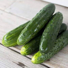 Spacemaster Cucumber Seeds for productive rows in the Productive Home Vegetable Gardens