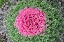 Kale â€˜Chidori Redâ€™ flower seeds â€“ ruffled ornamental leaves for winter color