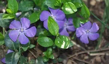 Vinca Sunsplash Blue Seeds known for stunning Blue Flowers