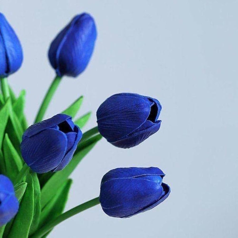 Blue Tulip ��������� Tulipa spp. ��������� for bonsai or garden planting