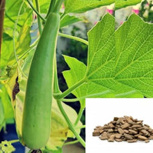 Bottle Gourd Seeds (Lagenaria siceraria) for a reliable harvest in the Vegetable Patch