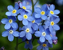 Myosotis Sylvatica Forget-Me-Not Seeds for colorful blooms in the Flower Bed & Home Garden