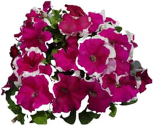 Red Picotee Petunia Dreams Seeds for a bright addition to the Balcony Planters Flower Beds