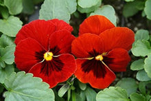 Pansy Seeds (Viola x wittrockiana) for a lasting display in the flower bed balcony garden