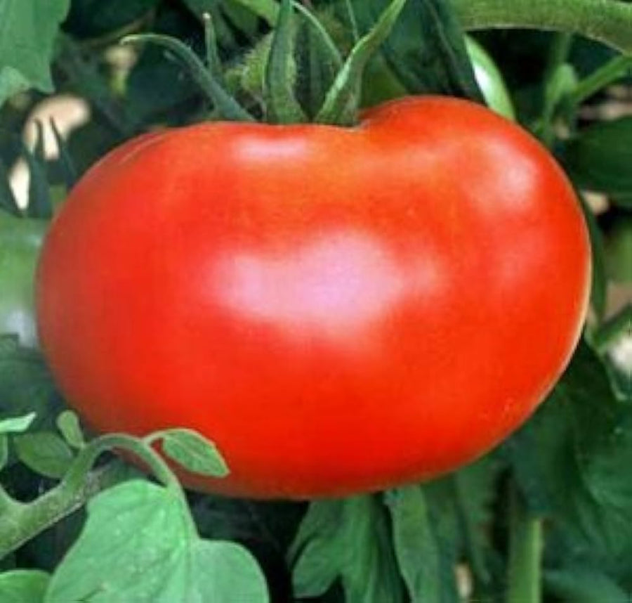 Amish (Paste tomato) for planting in garden