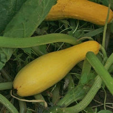 Early Productive Yellow Straightneck Squash Seeds for growers stocking a kitchen garden