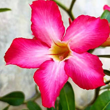 Rose Rosa Hybrida Seeds for colorful blooms in the Garden Beds, Bouquets, and Decorative Borders