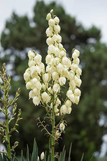 Yucca Flowering Plants for a lasting display in the Desert Garden