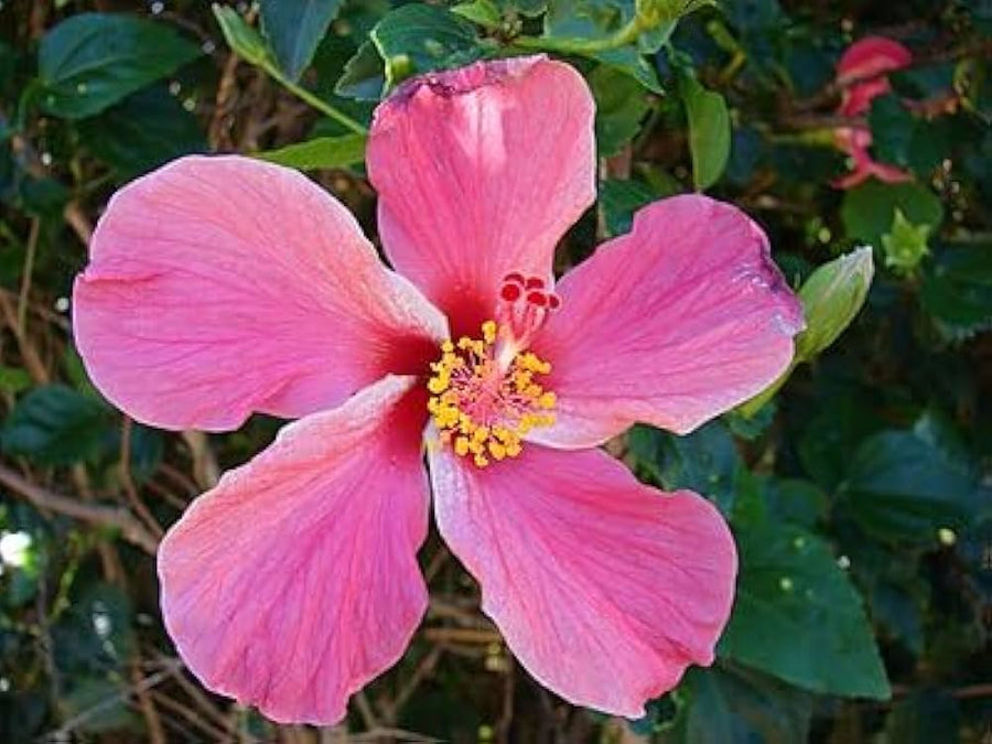 Star Hibiscus Rose Seeds (Hibiscus rosa-sinensis) for a lasting display in the Tropical Garden