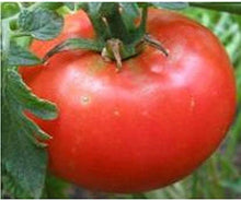 Plant Seeds (Dutchman tomato) prized among growers for old-fashioned flavor