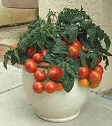 Grappoli (D’Inverno Cherry Tomato Seeds (800 Count) – Winter Cluster Tomatoes for Indoor & Outdoor Growing) for planting in garden