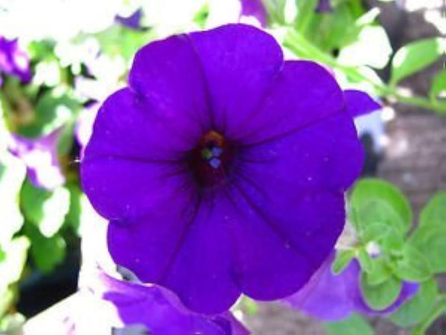 Petunia flower Petunia hybrida Easy Wave Violet pelleted seeds for planting in window boxes or balcony planters