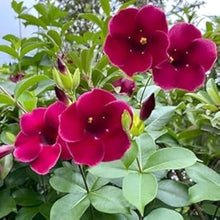 Allamanda Violacea Seeds (Allamanda violacea) for a bright addition to the flower beds and tropical gardens