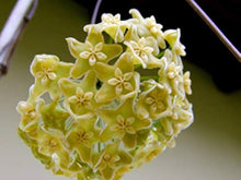 Hoya Carnosa Seeds for gardeners building out beds and borders