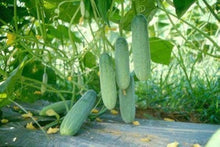 Giant Cucumber Seeds for growers stocking the vegetable patch