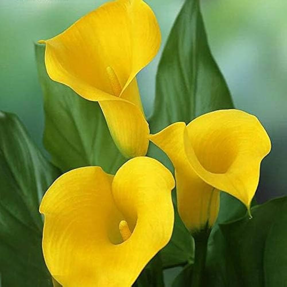 Lily Zantedeschia Aethiopica Giant Calla Flower Seeds for Planting – Flower Seeds for Garden Borders and Ornamental Pots