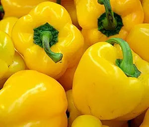 Sweet (Yellow Pepper Golden California Wonder Seeds – Bright Golden Fruits, Non-GMO) for planting in garden