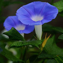 Petunia Seeds for gardeners building out beds and borders