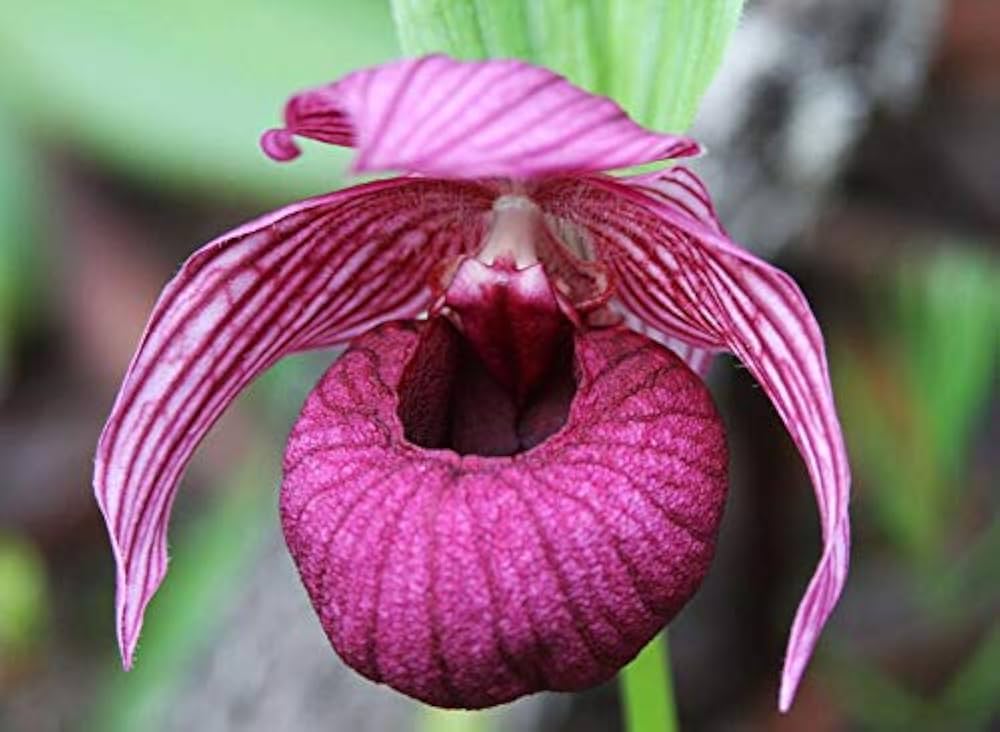 Slipper Orchid Paphiopedilum Cypripedium flower seeds for planting in balcony garden bonsai pots and indoor containers - for planting in home garden