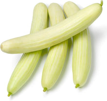 Wonder White Cucumber Seeds prized among growers for slicing