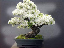 White Saxifraga ���������Spring Snow��������� (Saxifraga spp.) for planting in home or greenhouse
