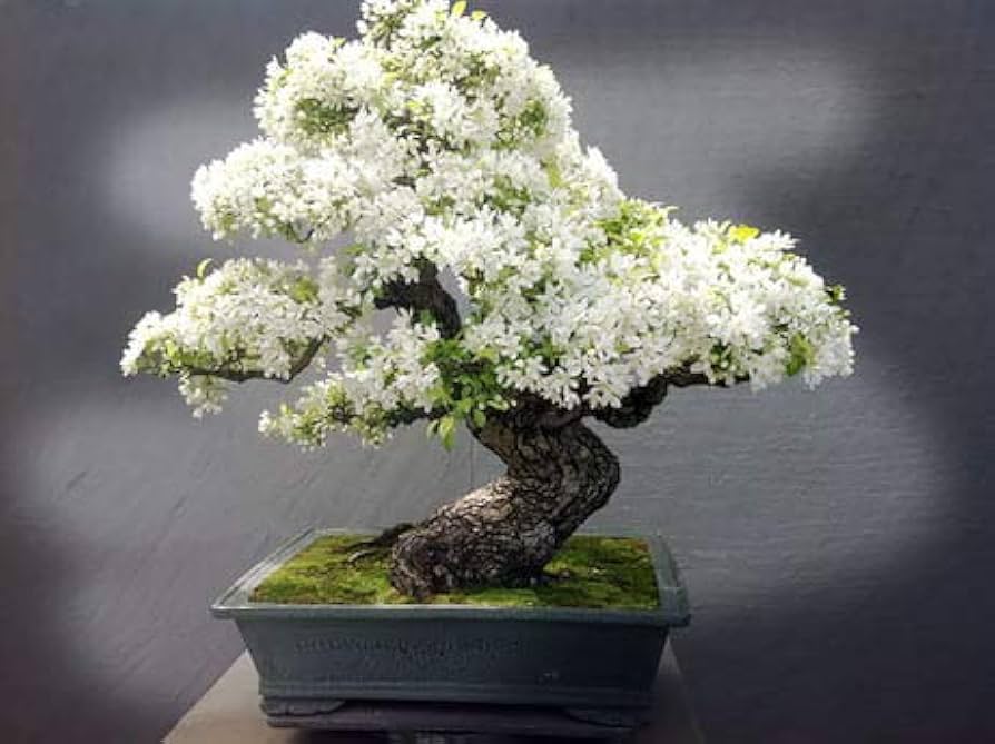 White Saxifraga ���������Spring Snow��������� (Saxifraga spp.) for planting in home or greenhouse
