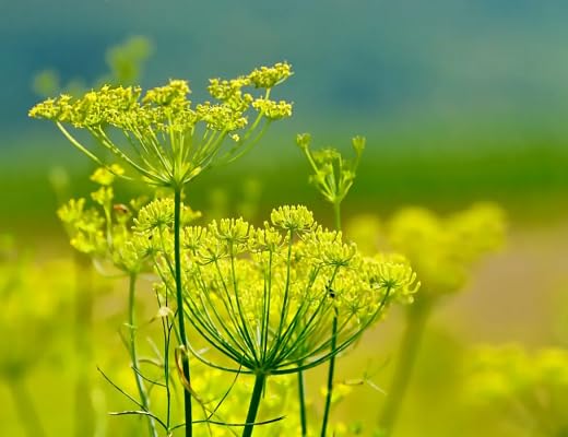 Fennel Plants for a fragrant addition to the herb patch
