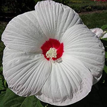 Hibiscus Honeymoon White Eye Seeds