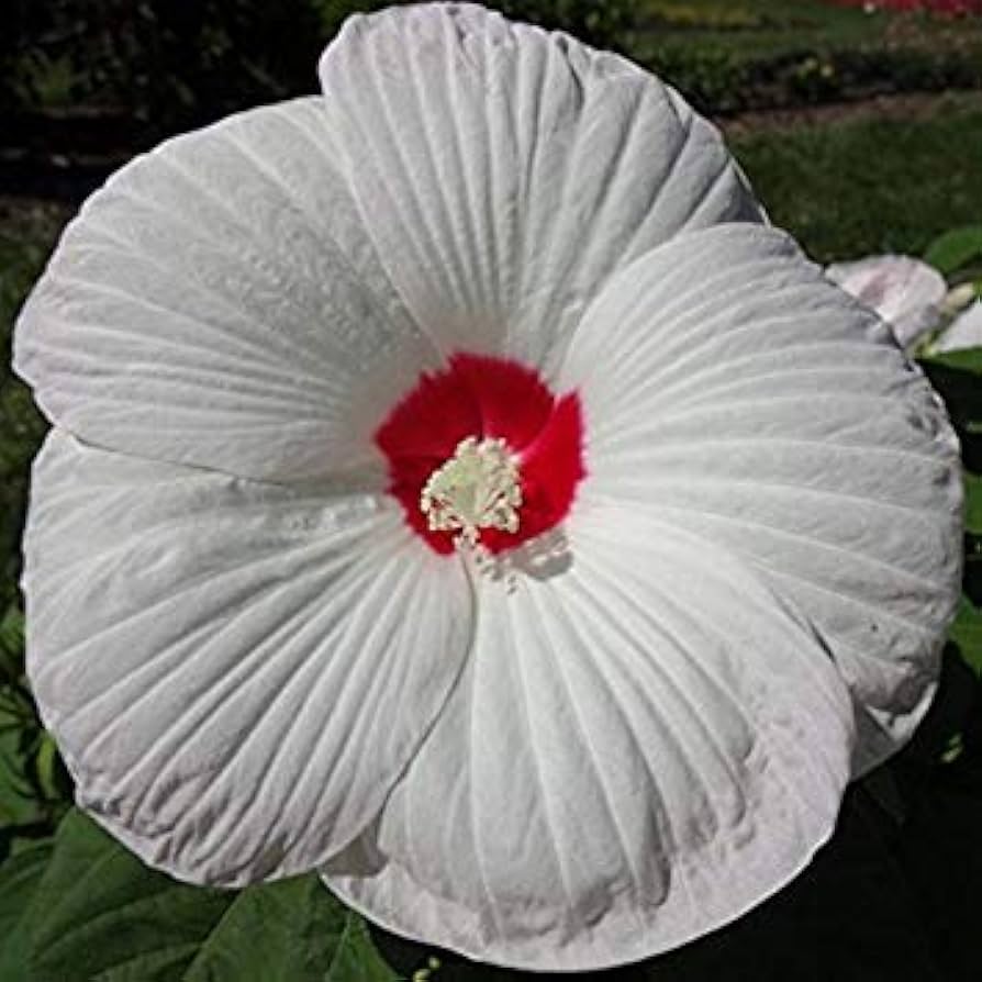Hibiscus Honeymoon White Eye Seeds