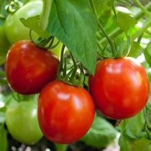 Glacier Tomato Seeds (Solanum lycopersicum) known for cold-Climate Gardening