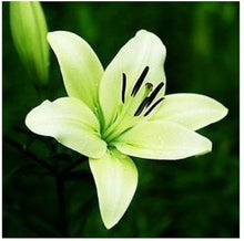 Perfume Lily Semi Seeds for reliable seasonal color