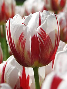 Plant Seeds (Double tulip) for a lasting display in the home garden or balcony flower beds