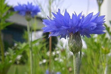 Bachelor Button Tall White Seeds for reliable seasonal color