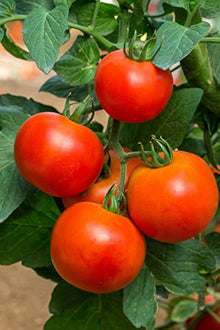 Tomato Seeds (Solanum lycopersicum) for growers stocking the urban garden home garden