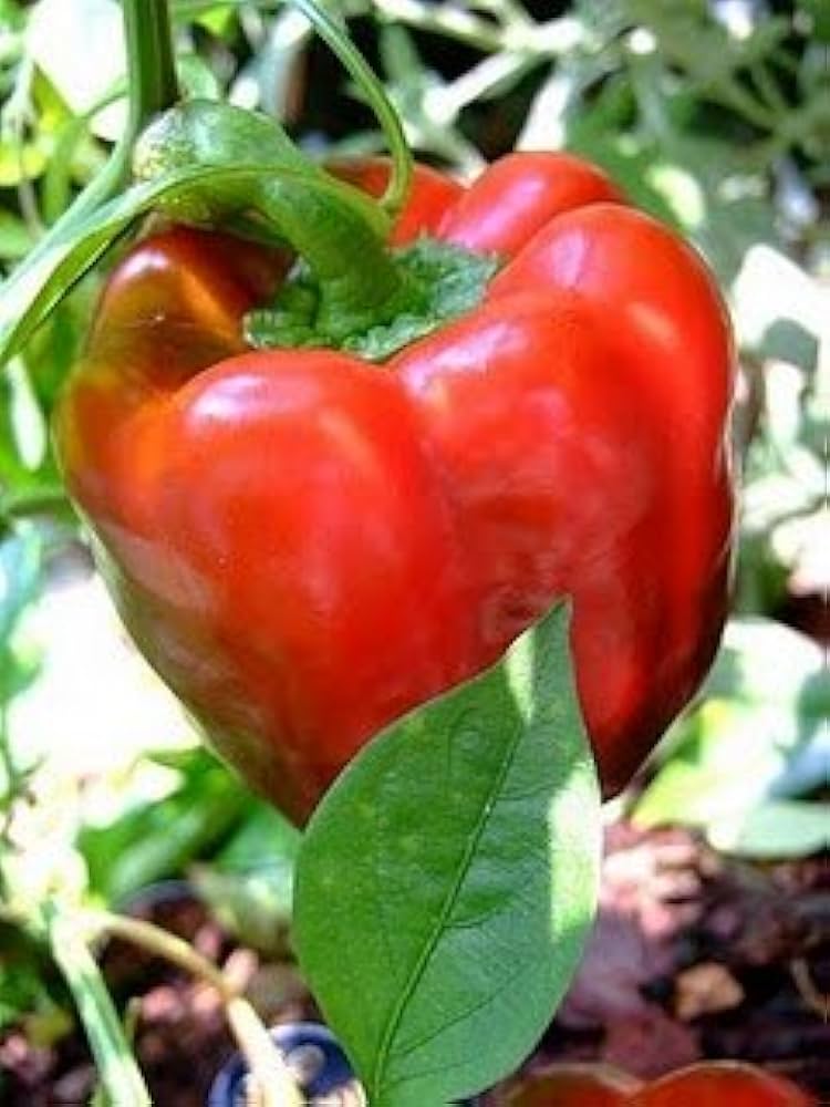 Filus (Blue Pepper Capsicum annuum vegetable) for planting in garden