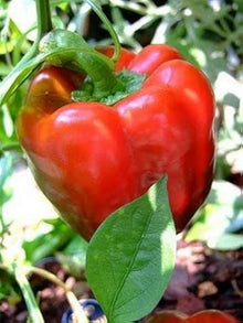 Filus (Blue Pepper Capsicum annuum vegetable) for planting in garden