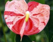 Anthurium Seeds for a colorful addition to any planting