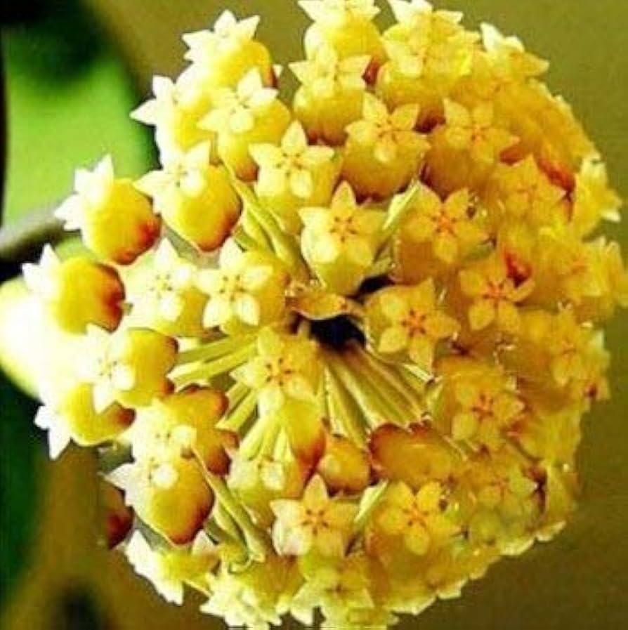 Hoya Carnosa Flower ��������� Hoya carnosa ��������� for planting in light yellow garden