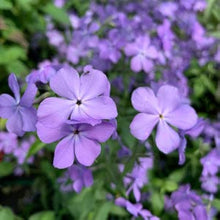 Mountain Phlox Seeds (Phlox paniculata) for colorful blooms in the Flower Bed