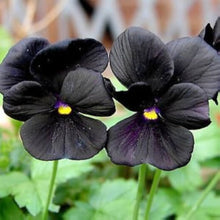 Pansy Seeds for growers filling out the White Garden