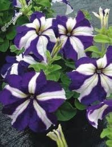 Petunia Success Blue pelleted Seeds grown for rich floral display