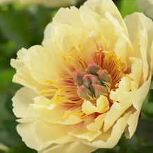 Peony Seeds (Paeonia officinalis) for a lasting display in the Flower Urban Garden