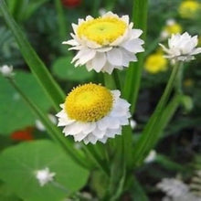 White Winged Everlasting Seeds known for dried Arrangements