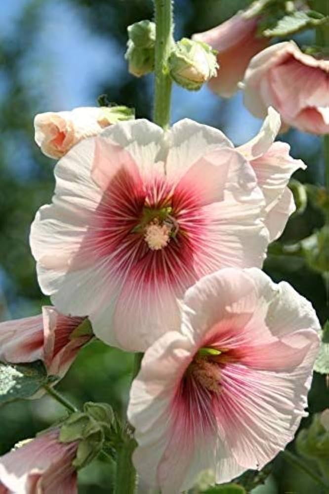 Pink and white hollyhock flower Seeds (Alcea rosea) for a lasting display in the home garden or pots