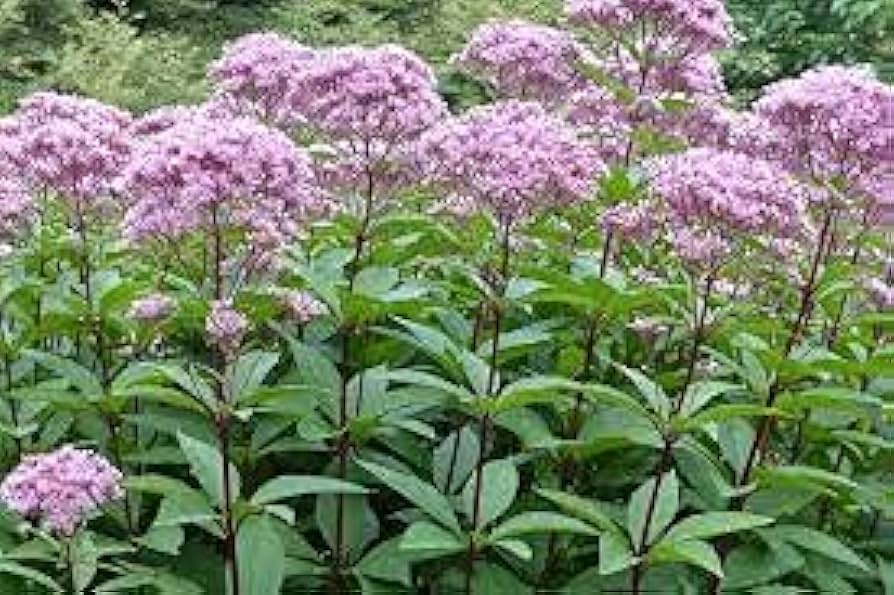 Sourwood Tree Seeds for a lasting addition to the landscape