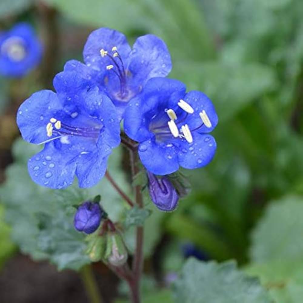 Superba Bellflower Campanula Seeds for reliable seasonal color