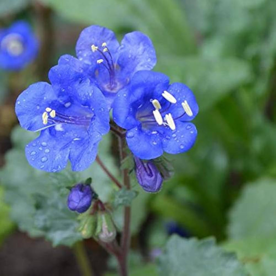 Superba Bellflower Campanula Seeds for reliable seasonal color